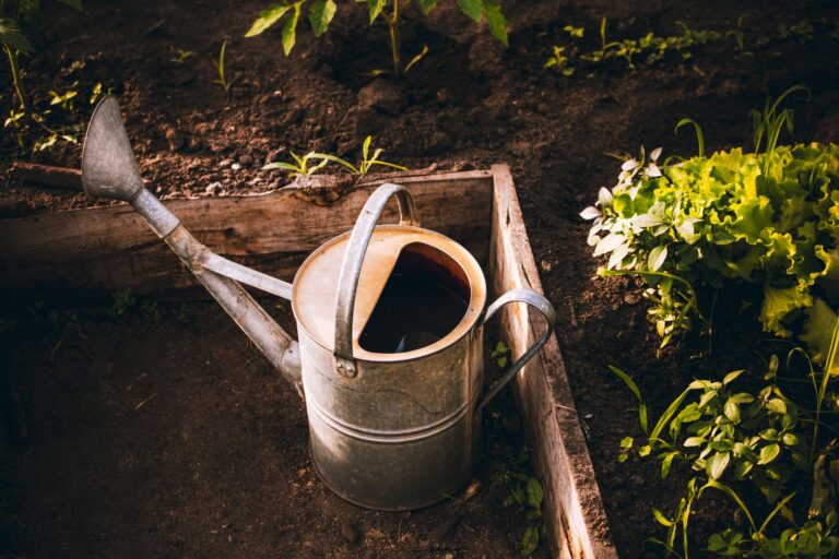 Arrosage du potager : ce qui reste autorisé ce week-end du 15-16 août, et ce qui peut coûter 1 500 €