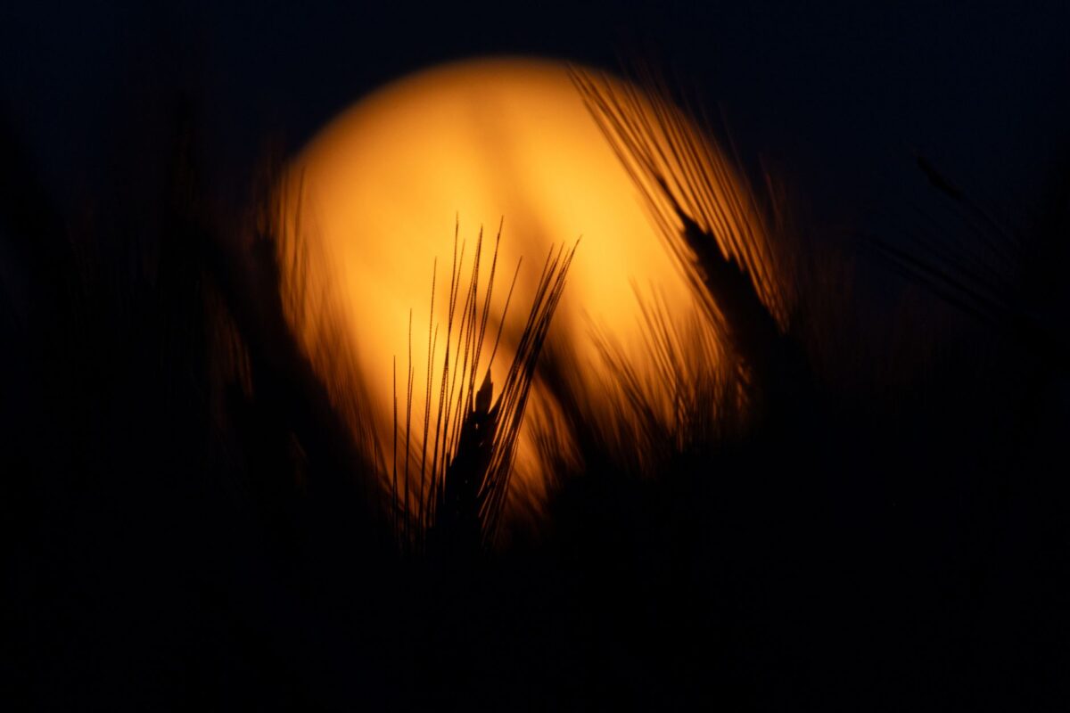 Pleine lune des Moissons ce samedi 26 septembre : à quelle heure la voir, et ce que dit le calendrier lunaire au jardin