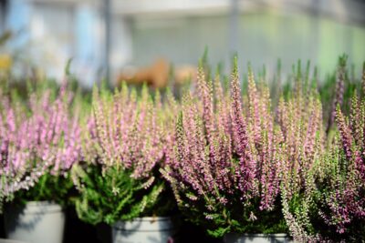Saint-Junien : la 10e Fête des plantes, du jardin et de la nature au Châtelard le 25 octobre