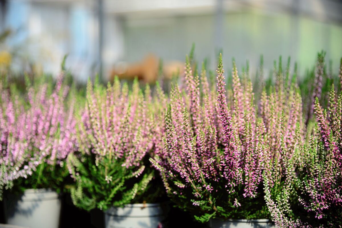 Saint-Junien : la 10e Fête des plantes, du jardin et de la nature au Châtelard le 25 octobre