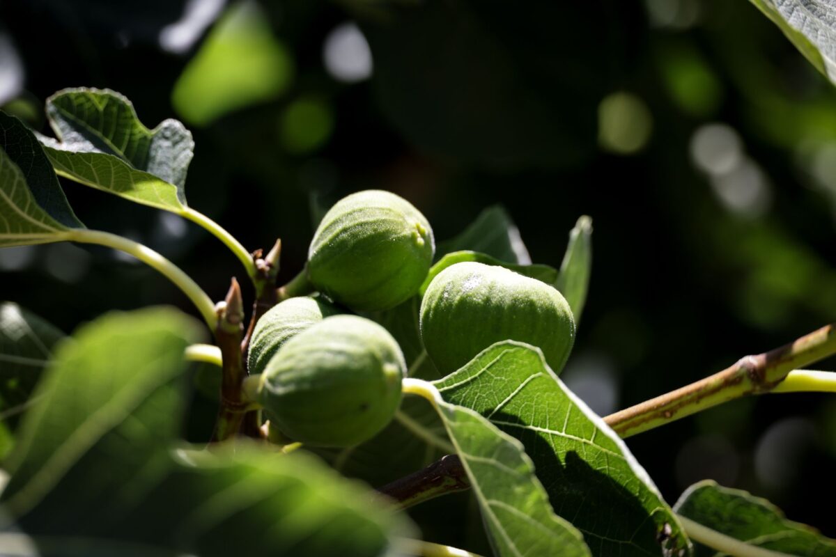 Orpierre fête la figue au marché aux fruits anciens le 24 octobre