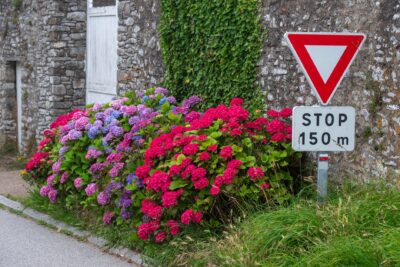 Botaniques de Varengeville : dix jardins privés ouverts les 24 et 25 octobre