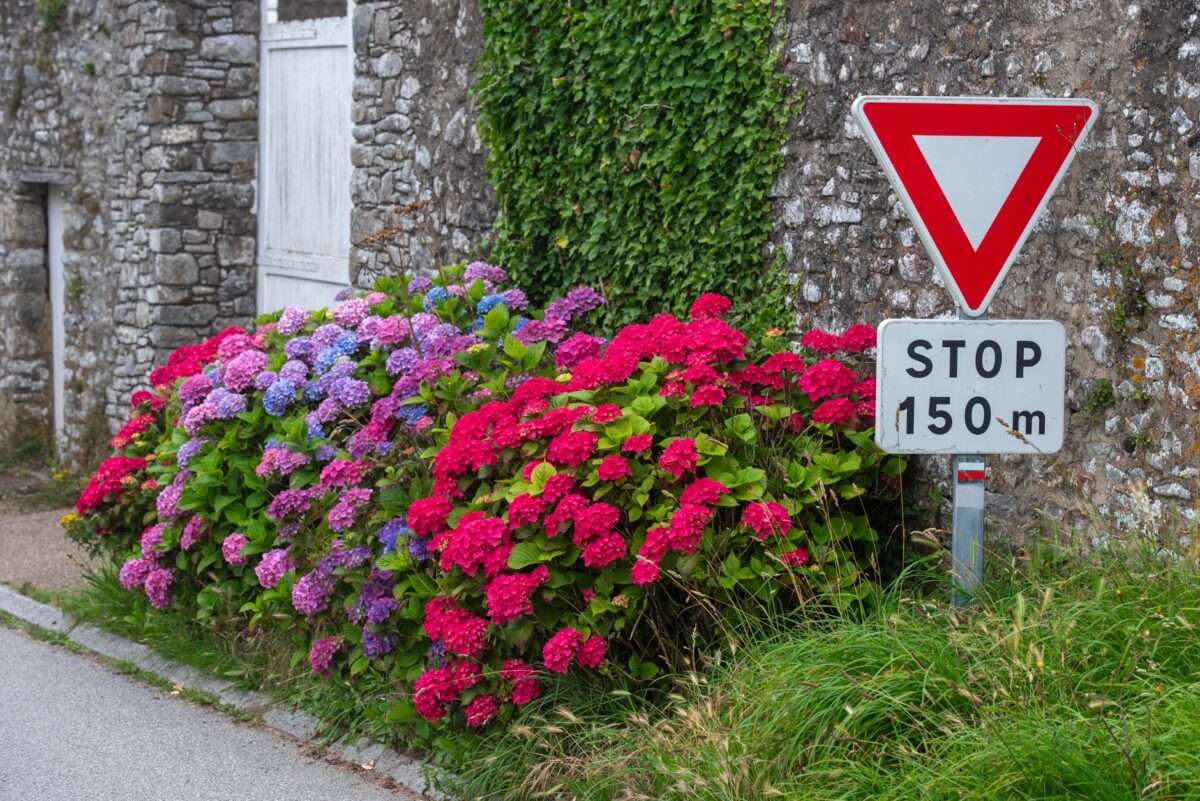 Botaniques de Varengeville : dix jardins privés ouverts les 24 et 25 octobre