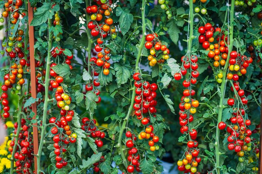 Engrais de jardin potager & tomates