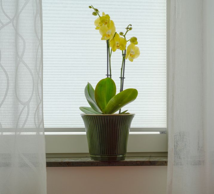 Engrais de jardin orchidées, rosiers & plantes vertes